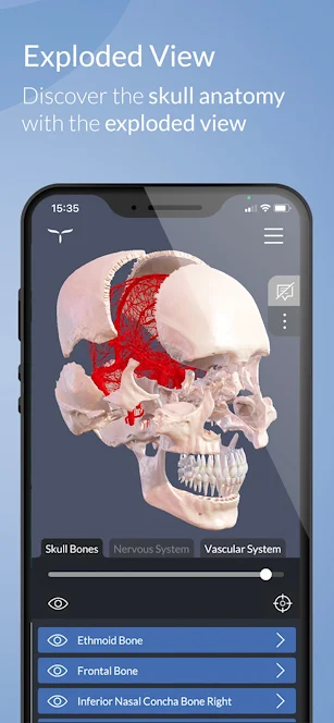 3D Skull Atlas - модель черепа человека