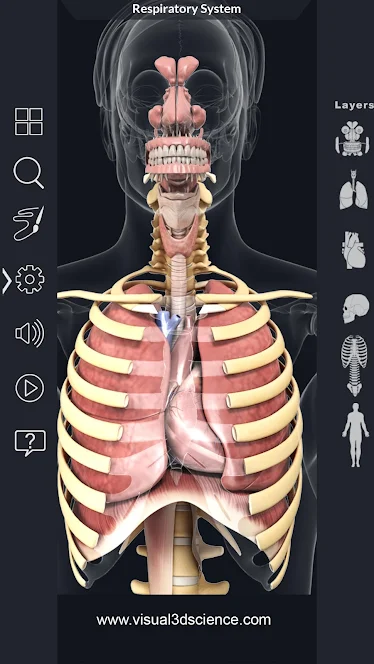 My Respiratory System Anatomy - 3D-модель органов дыхания